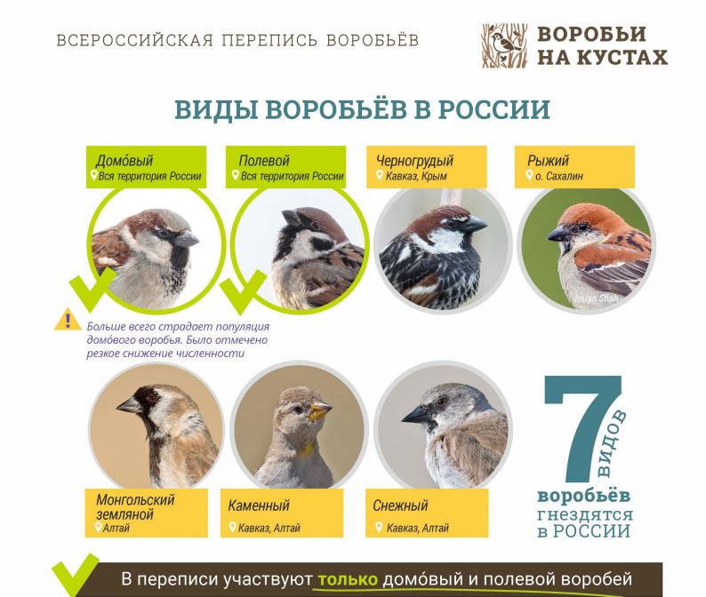 Дагестанцы могут принять участие в акции "Воробьи на кустах" по переписи воробьев в России