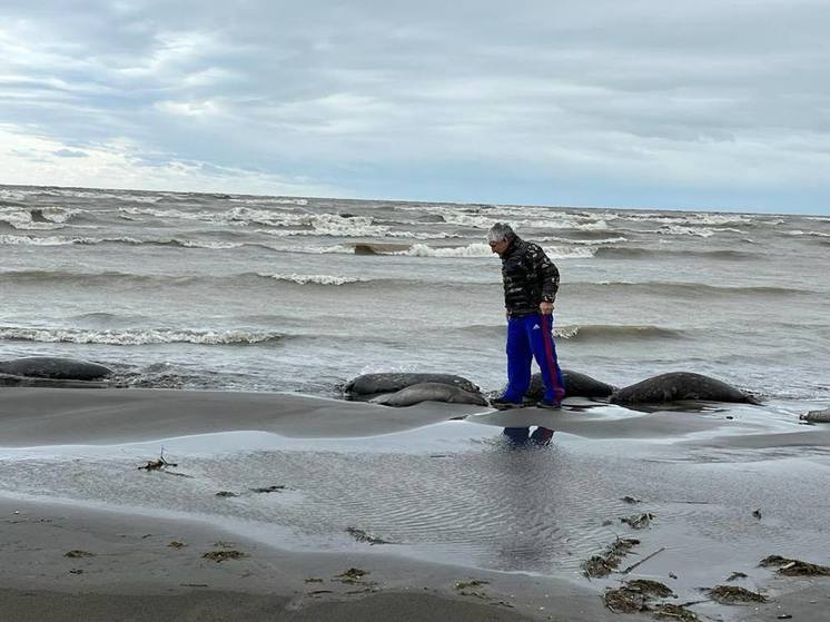 Вновь гибнут тюлени в Каспийском море