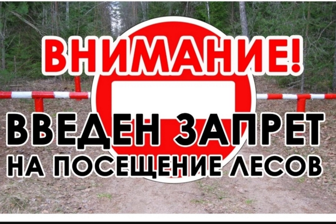 Введен запрет на посещение лесов в 4 районах Дагестана