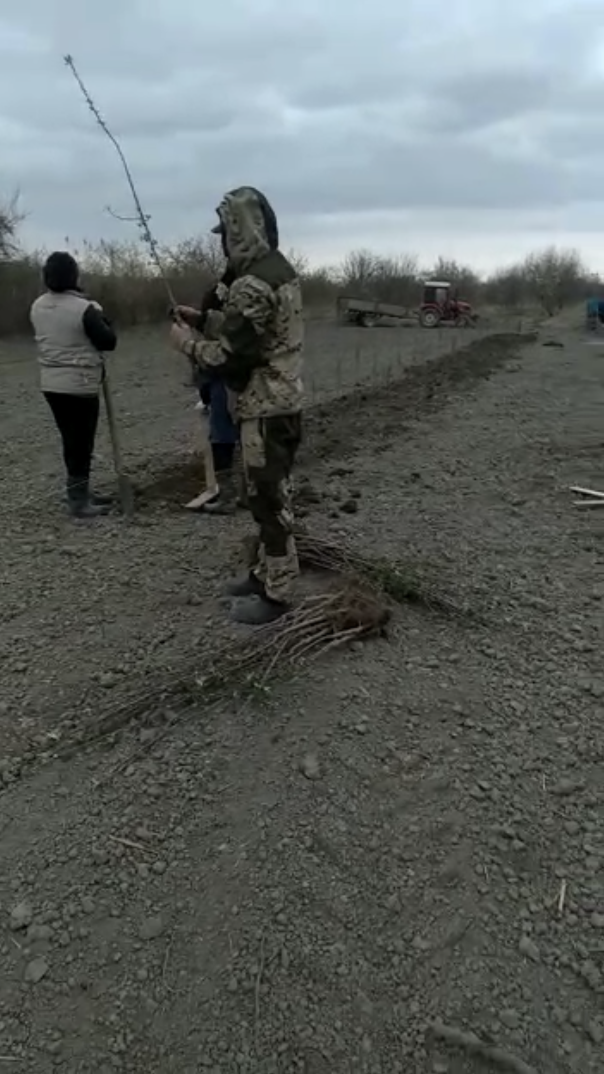 Яблоневые сады в рамках антикризисной программы закладывают в Магарамкентском районе