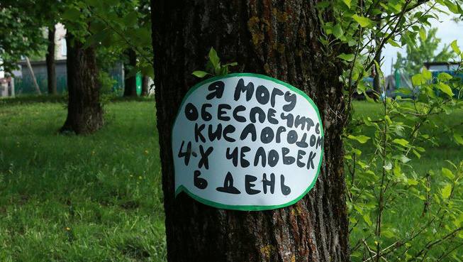 Минприроды РД: Чаще всего деревья незаконно вырубают в Махачкале